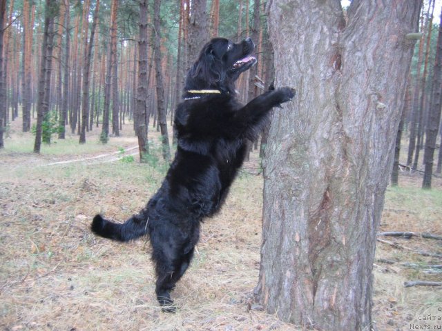 Фото: ньюфаундленд Bavariya (Бавария)