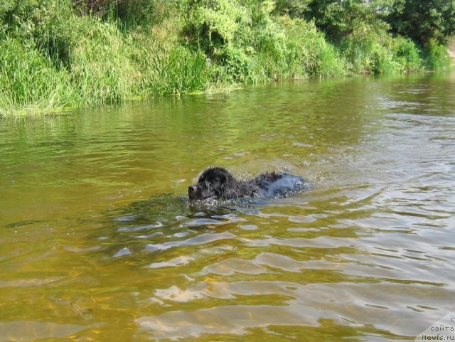 Фото: ньюфаундленд Bavariya (Бавария)