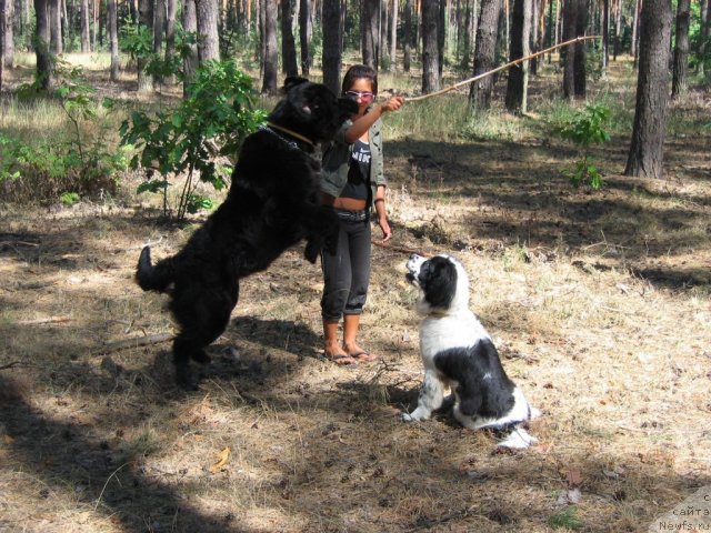 Фото: ньюфаундленд Bavariya (Бавария)