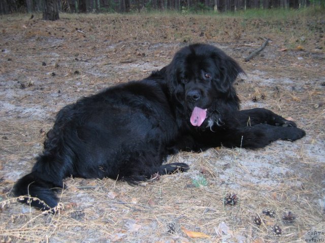 Фото: ньюфаундленд Bavariya (Бавария)