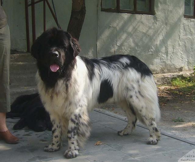 Фото: ньюфаундленд Plushevaya Panda Diland (Плюшевая Панда Диланд)