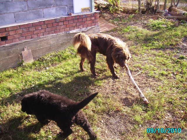 Фото: ньюфаундленд Ih Vyisochestvo Vladlena Madjiks (Их Высочество Владлена Маджикс), Даник