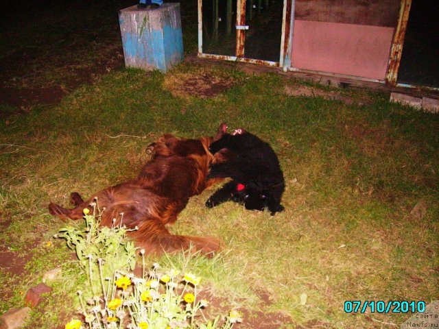 Фото: ньюфаундленд Ih Vyisochestvo Vladlena Madjiks (Их Высочество Владлена Маджикс), Данюшка