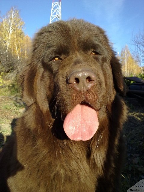 Фото: ньюфаундленд CHernyiy SHarm Abrikosovaya Karamel' (Черный Шарм Абрикосовая Карамель)