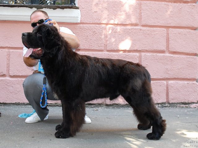 Фото: ньюфаундленд Parker s Berega Dona (Паркер с Берега Дона)