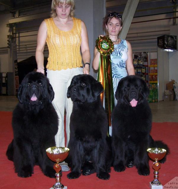 Фото: ньюфаундленд Aquatoriya Kelvin Geroinya Romana (Акватория Келвин Героиня Романа), ньюфаундленд King of Helluland Viking, ньюфаундленд Akvanavt iz Tihogo Omuta (Акванавт из Тихого Омута), Elena Zayceva (Zamyatina) (Елена Зайцева (Замятина))