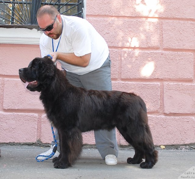 Фото: ньюфаундленд Parker s Berega Dona (Паркер с Берега Дона)