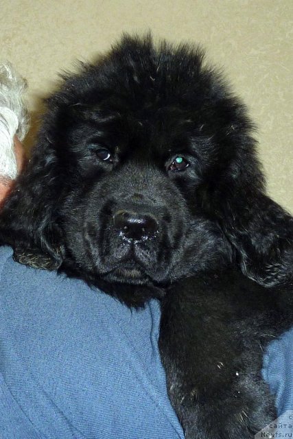 Фото: ньюфаундленд Bekki Blum (Бекки Блум)