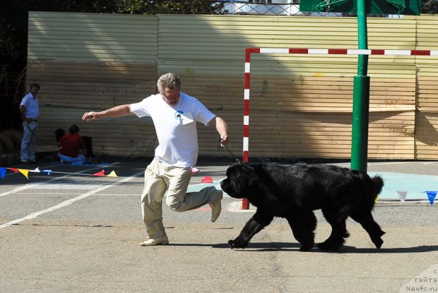 Фото: ньюфаундленд Zakadychny Dryg s Berega Dona (Закадычный Друг с Берега Дона)