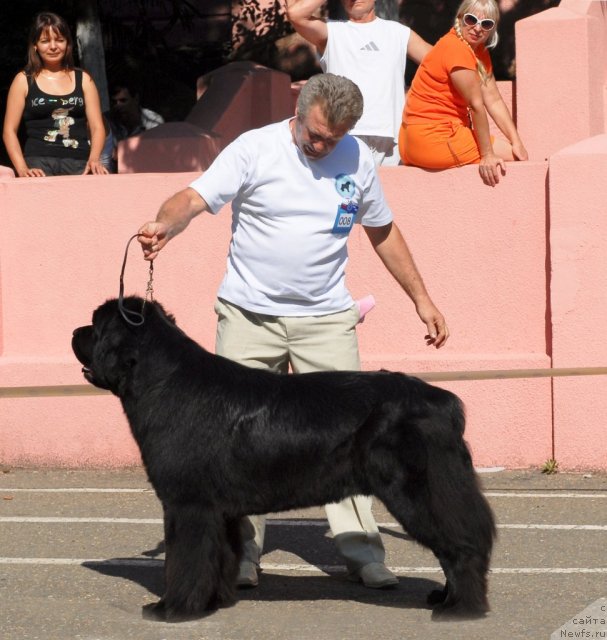 Фото: ньюфаундленд Zakadychny Dryg s Berega Dona (Закадычный Друг с Берега Дона)