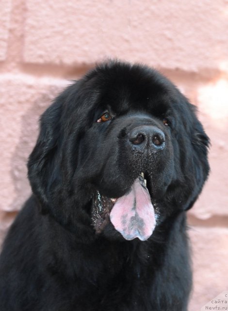 Фото: ньюфаундленд Zakadychny Dryg s Berega Dona (Закадычный Друг с Берега Дона)