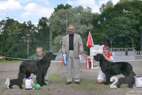 Фото: ньюфаундленд My Big Dream Eyecatcher, ньюфаундленд Smigar Ochey Ocharovanie (Смигар Очей Очарованье)