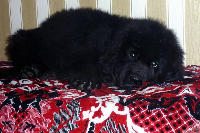 Фото: ньюфаундленд Bekki Blum (Бекки Блум)