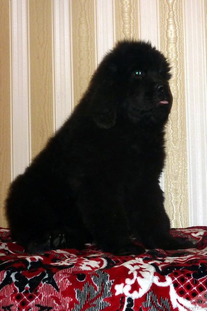 Фото: ньюфаундленд Bekki Blum (Бекки Блум)