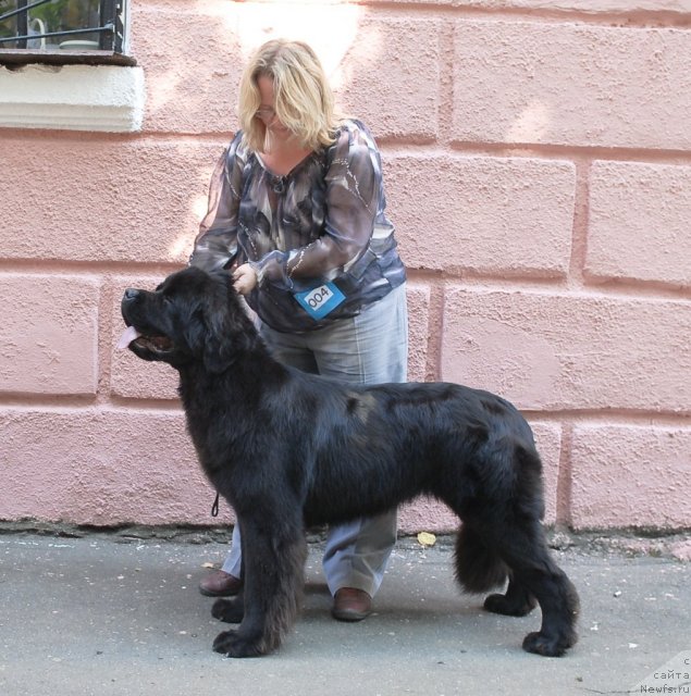 Фото: ньюфаундленд Sent Djons Sabina Mistical (Сент Джонс Сабина Мистикал)