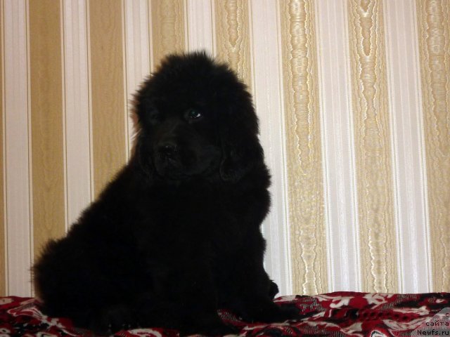 Фото: ньюфаундленд Bekki Blum (Бекки Блум)