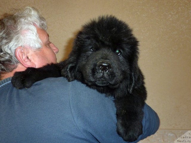 Фото: ньюфаундленд Belli Byord (Белли Бёрд)