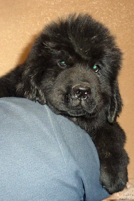 Фото: ньюфаундленд Belli Byord (Белли Бёрд)