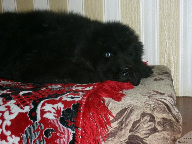 Фото: ньюфаундленд Belli Byord (Белли Бёрд)