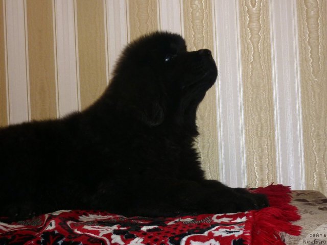 Фото: ньюфаундленд Belli Byord (Белли Бёрд)