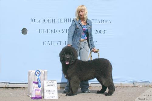 Фото: ньюфаундленд Tagor (Тагор)