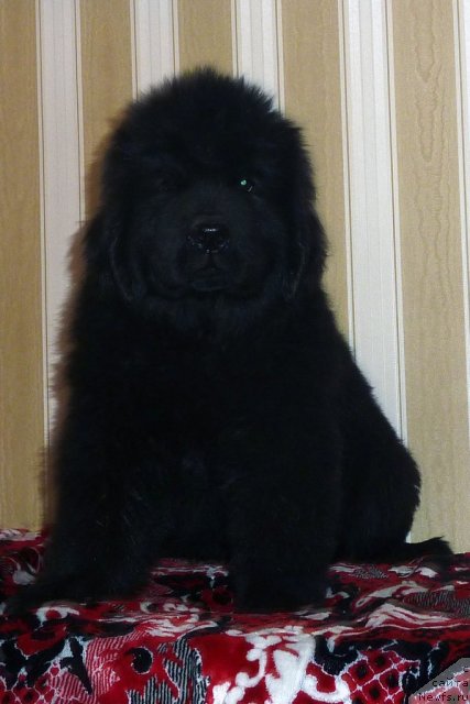 Фото: ньюфаундленд Belli Byord (Белли Бёрд)