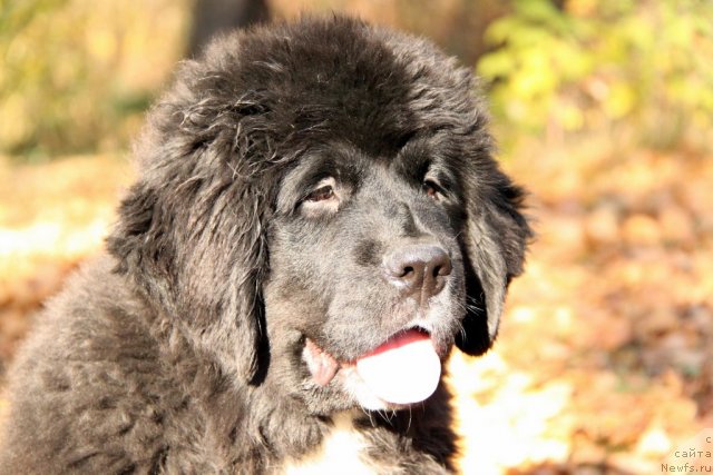 Фото: ньюфаундленд Ikona Stilya (Икона Стиля)