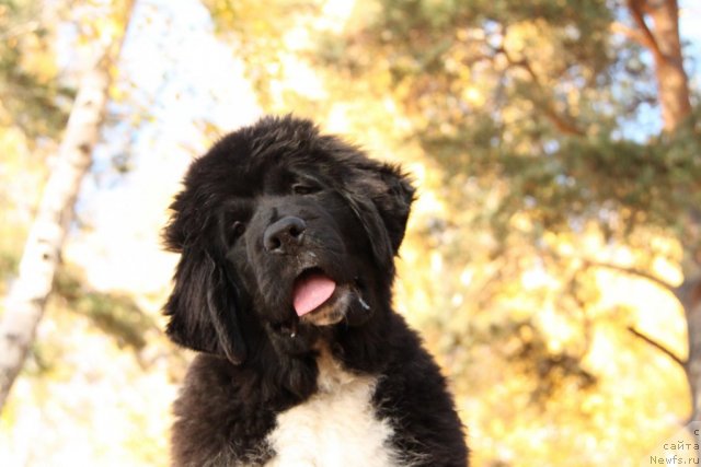 Фото: ньюфаундленд Ikona Stilya (Икона Стиля)