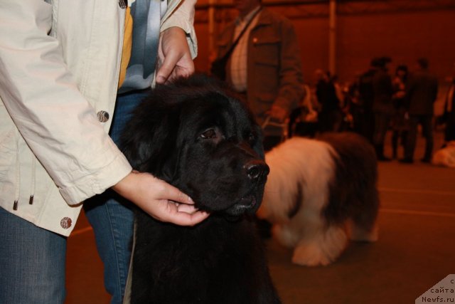 Фото: ньюфаундленд Super Premium Jani Monik (Супер Премиум Жани Моник)