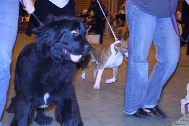 Фотография № 51411