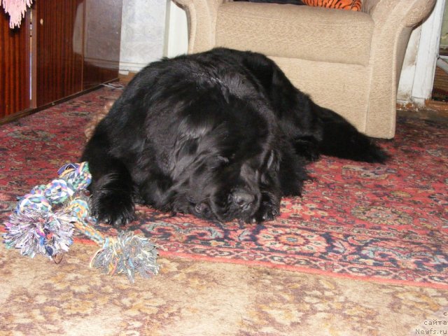 Фото: ньюфаундленд Ih Vyisochestvo Vilbart Miryey (Их Высочество Вилбарт Мирэй)