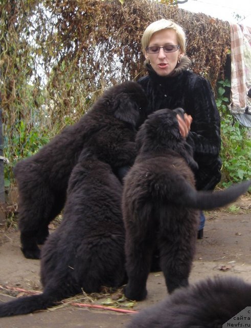 Фото: Дар СвеЗы щенки_улица ньюфов_гости