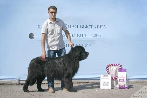 Фото: ньюфаундленд Lovi Moment Udachi (Лови Момент Удачи)