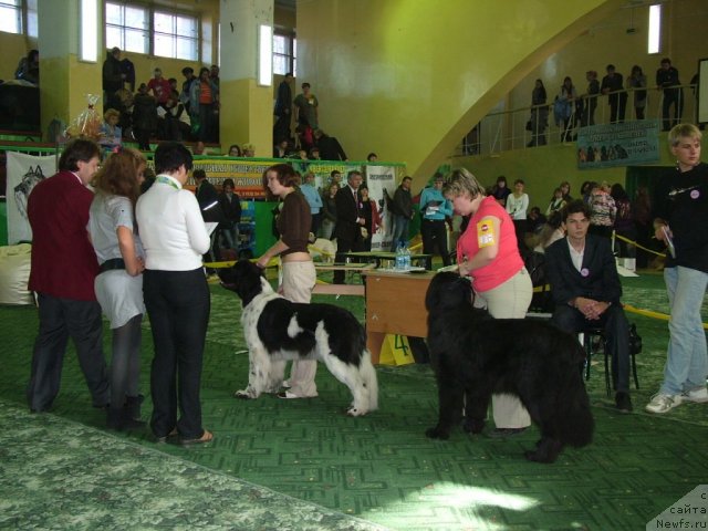 Фото: ньюфаундленд Piternyuf Prodigy (Питерньюф Продижи), ньюфаундленд Ming SHu iz Arkaima (Минг Шу из Аркаима), Aleksandra Vesnina (Александра Веснина)