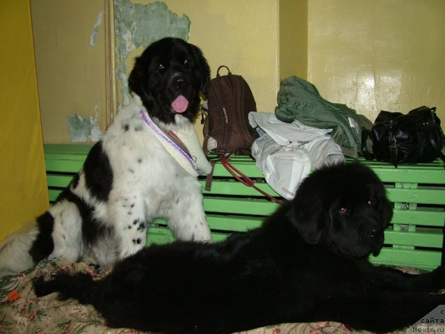 Фото: ньюфаундленд Piternyuf Prodigy (Питерньюф Продижи), ньюфаундленд Akvatoriya Kelvin Maksim (Акватория Келвин Максим)