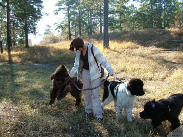 Фото: ньюфаундленд Mega Star iz Arkaima (Мега Стар из Аркаима), ньюфаундленд Piternyuf Prodigy (Питерньюф Продижи), ньюфаундленд Cenitel' Prekrasnogo iz Arkaima (Ценитель Прекрасного из Аркаима)