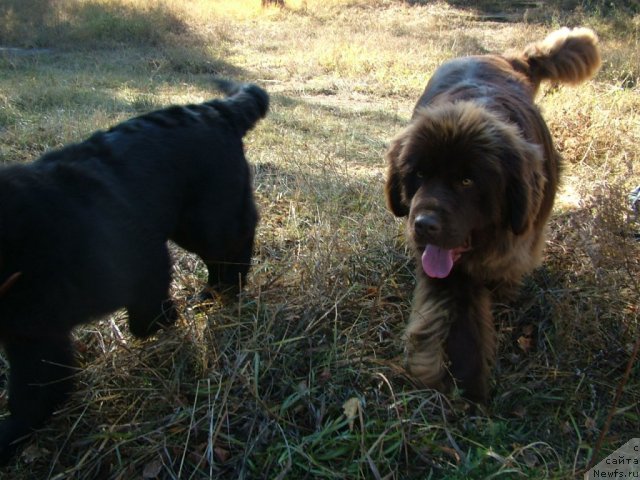 Фото: ньюфаундленд Mega Star iz Arkaima (Мега Стар из Аркаима)