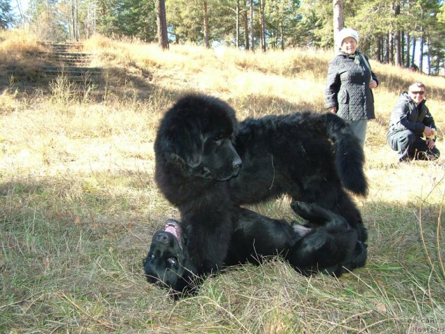 Фото: ньюфаундленд Akvatoriya Kelvin Maksim (Акватория Келвин Максим), ньюфаундленд Cenitel' Prekrasnogo iz Arkaima (Ценитель Прекрасного из Аркаима)