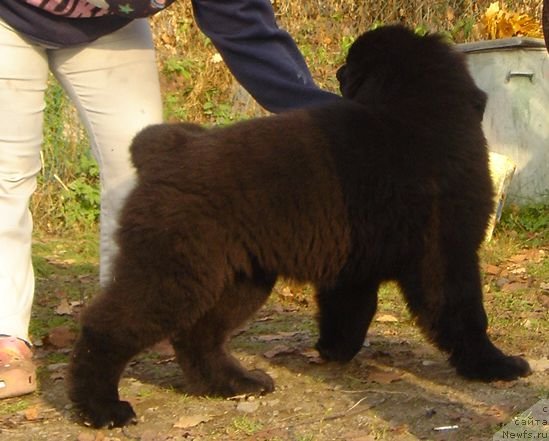 Фото: Дар СвеЗы Юнесса Корона Аустралис