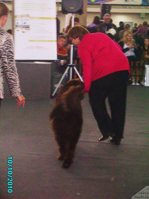 Фото: ньюфаундленд Koketka ot CHannel iz Medvej'ego YAra (Кокетка от Чаннел из Медвежьего Яра), Natal'ya Gostyuhina (Наталья Гостюхина)