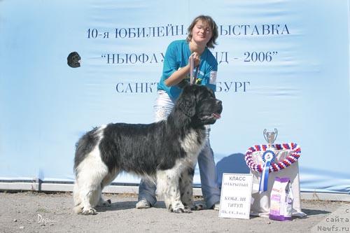 Фото: ньюфаундленд Smigar Joan Prem'er (Смигар Жоан Премьер)