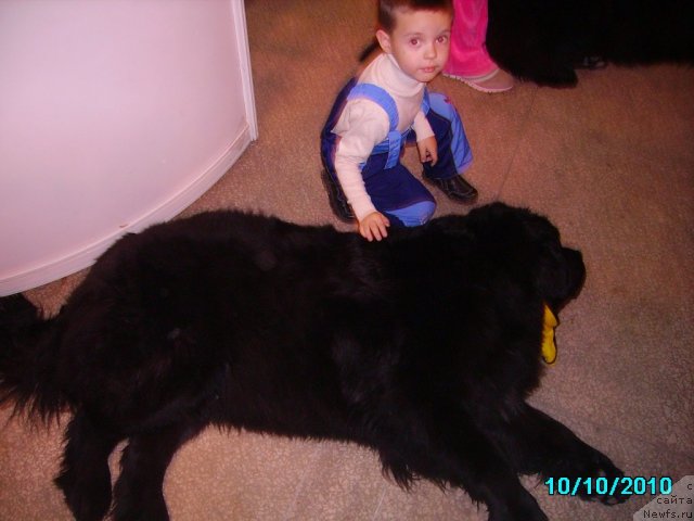 Фото: ньюфаундленд Aquatoriya Kelvin Zaznoba (Акватория Келвин Зазноба), Славяшка Нистратов