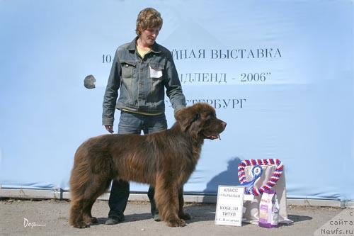Фото: ньюфаундленд Smigar YAndeks Tochka Ru (Смигар Яндекс Точка Ру)