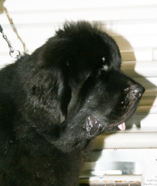 Фотография № 51496