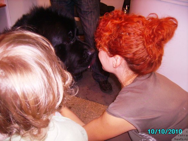 Фото: Irina Nistratova (Ирина Нистратова), ньюфаундленд Aquatoriya Kelvin Zaznoba (Акватория Келвин Зазноба)