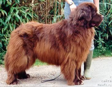 Фото: ньюфаундленд Naristos Achilles