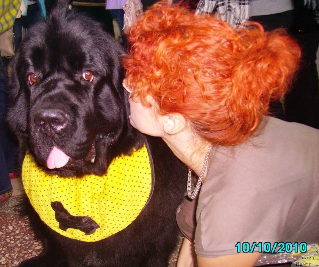 Фото: ньюфаундленд Aquatoriya Kelvin Zaznoba (Акватория Келвин Зазноба), Irina Nistratova (Ирина Нистратова)