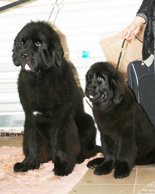 Фотография № 51501