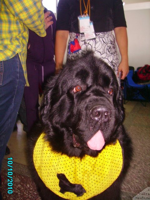 Фото: ньюфаундленд Aquatoriya Kelvin Zaznoba (Акватория Келвин Зазноба)