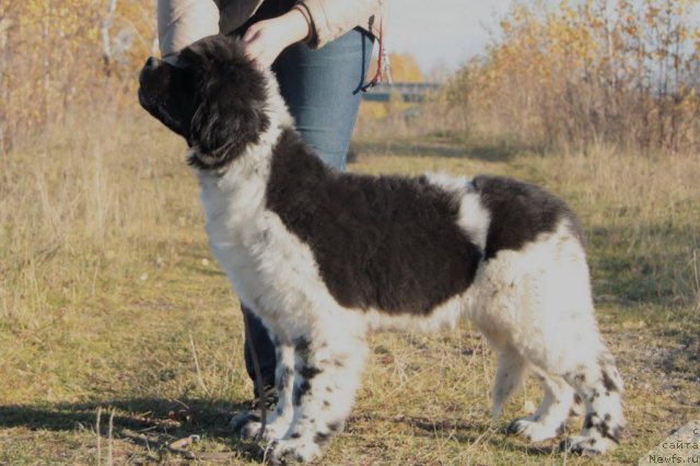 Фото: ньюфаундленд Akvian Song Zes Trib'yut tu Feshen (Аквиан Сонг Зес Трибьют ту Фешен)